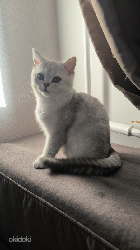 Kitten