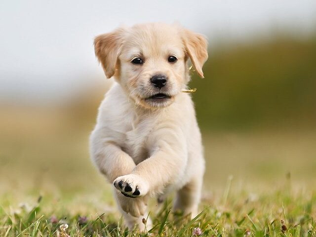 golden retriever