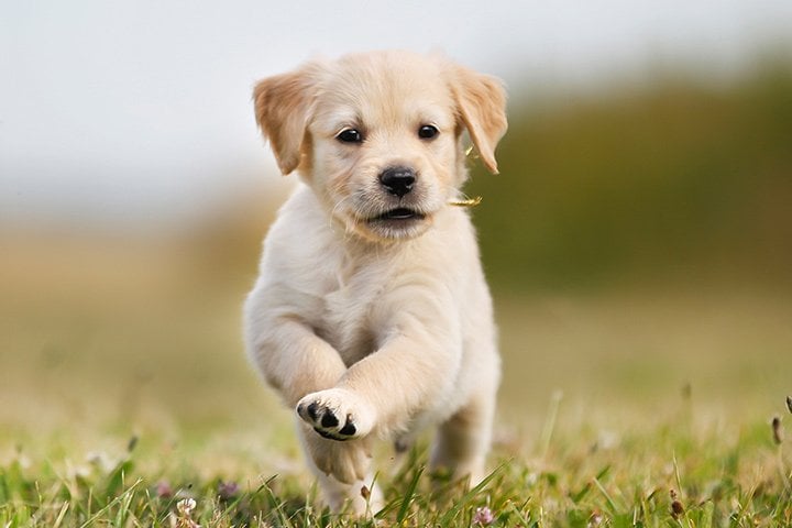 golden retriever